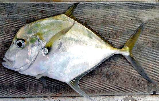 Alectis alexandrina_005.jpg